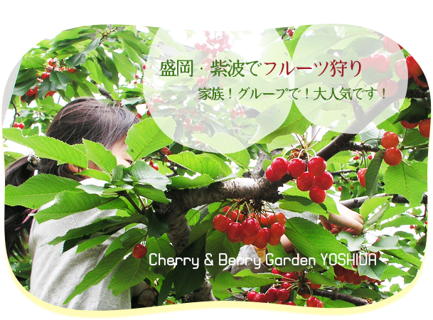 イベント情報-果物狩り